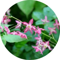 Epimedium