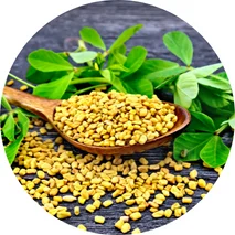 Fenugreek Seed Extract