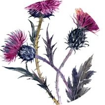 Milk Thistle